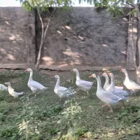 غاز اوکراینی فروشی