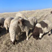 ورن  قوچ میش  بره بز  بزغاله باب قصای|حیوانات مزرعه|قصرشیرین, |دیوار