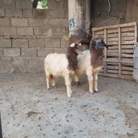 بره|حیوانات مزرعه|بدره, |دیوار