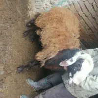توافقی
