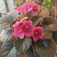 فروش بنفشه آفریقایی عمده و خرده 70ت|گل و گیاه طبیعی|مشگین شهر, |دیوار