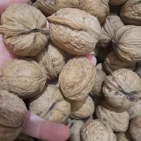 فروش گردو