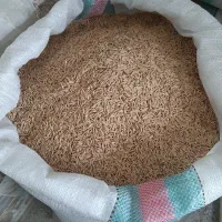 شالی بذری  فجر سوزنی ۹۰ روزه اصلاح شده