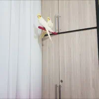 عروس هلندی اهلی و آواز خان