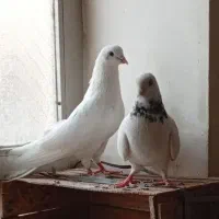 کبوتر پرشی ساعت سنگین