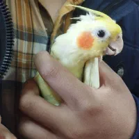 مرکز دامپزشکی بیربیر|خدمات آرایشگری و زیبایی|ارومیه, |دیوار