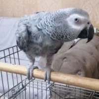 کاسکو سخنگو