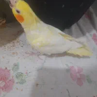 عروس هلندی|پرنده|بیضا, |دیوار