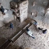 ۶ عدد کبوتر سینه نر|پرنده|رشتخوار, |دیوار