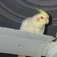 عروس هلندی گم شده