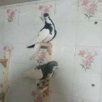 دو تا چپ سیاه و الماسی شقه|پرنده|شیراز, کوزه گری|دیوار