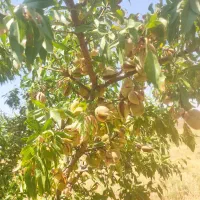 باغ-بادام-با-موقعیت-ویلایی