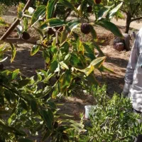 نهال عناب ناب سیوجان