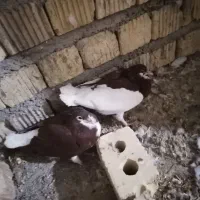 یک جفت سرخ پلاکی، یک جفت شهری