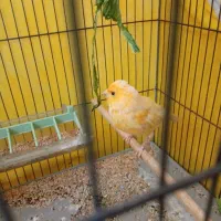 قناری پرتغالی نر|پرنده|الوند, |دیوار