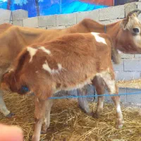 گاو با گوساله نر سیمینتال