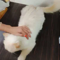 واگذاری|گربه|زاهدان, |دیوار