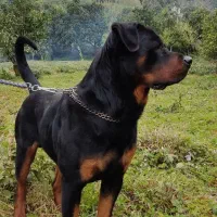 روتوایلر نر آماده ی جفت فروش نیست