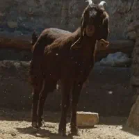 بز .    یکساله