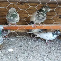 پاکستانی فروشی|پرنده|بندرعباس, |دیوار