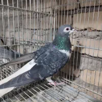 دمگیر زره ای باز|پرنده|اصفهان, فردوان|دیوار