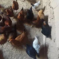 مرغ دم تخم جوان|حیوانات مزرعه|شاهینشهر, بانک استان|دیوار