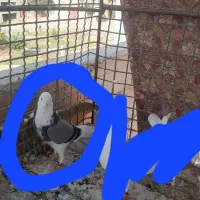 کبوتر گمشده|پرنده|گنبد کاووس, |دیوار