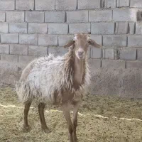 کاور افشار آبستن فروشی یا معامله