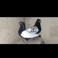 کفتر سینه سیاه