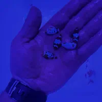 ماهی ابشور اکواریوم