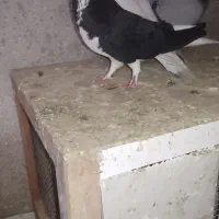 کبوتر راست سیا ماده غریب گیری