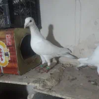 کبوتر