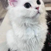 گربه بریتیش