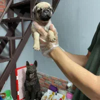 توله های گرد و قلمبه پاگ