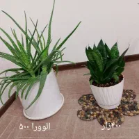 گل و گلدان