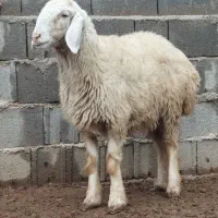 بره ماده داشتی بره قوچ شیشک میش بز|حیوانات مزرعه|مرودشت, فیروزی|دیوار