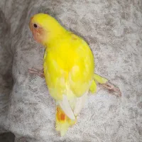 کتوله برزیلی زرد صورت هلویی