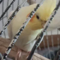 سه عدد عروس هلندی بالغ  مولد  قیمت همه باهم 1تومان