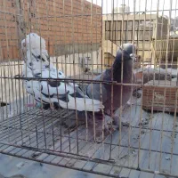 کبوتر تزئینی ترکیه ای شامپیون چتری بلژیکی(شامی)سرو|پرنده|بومهن, |دیوار