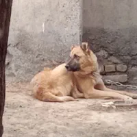 با سلام سگ سرابی ۱۶ ماهه|سگ|مشهد, طرق|دیوار