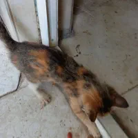 گربه واگذاری مجانی