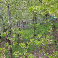 باغچه در روستای توریستی کندعلیا لواسان .  بودهار|فروش دفتر صنعتی، کشاورزی، تجاری|لواسان, |دیوار