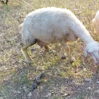 گم شده در قسمت بالای سرطاف
