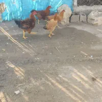 مرغ و غاز فروشی