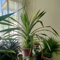 گل پاندانوس