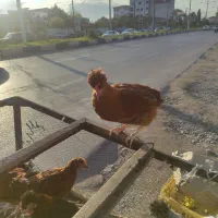 مرغ و خروس نیمچه بالغ گلپایگان|حیوانات مزرعه|خرمآباد (تنکابن), |دیوار