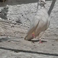 کبوتر نر وماده