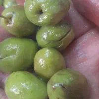 زیتون روغنی|خوردنی و آشامیدنی|لاهیجان, طالقانی|دیوار