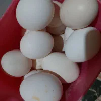 تخم مرغ عربی نطفه دار|حیوانات مزرعه|رامشیر, |دیوار