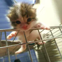 واگذاری رایگان